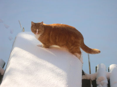 Herkules - en af mine katte. Foto: Søren Nielsen