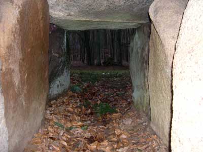 Flintinge Byskov. Foto: Søren Nielsen