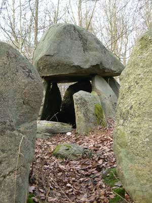 Runddysse i Frejlevskoven. Foto: Søren Nielsen