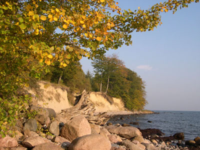 Løvfald på stranden ved Korselitse Østerskov. Foto: Søren Nielsen