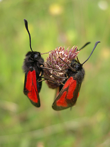 Timiankøllesværmere ved Høvblege, juni 2008. Foto: Søren Faaborg Nielsen